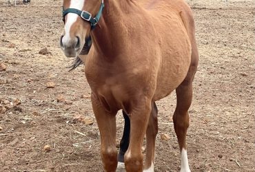 Stunning young colt