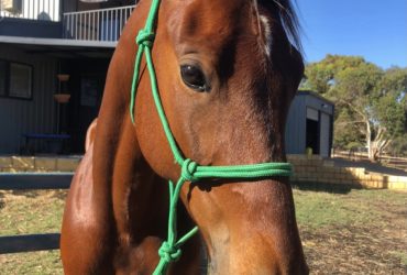 Companion stb free to good home