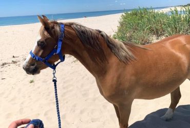 Purebred Welsh B. Sweet pony with exceptional work ethic