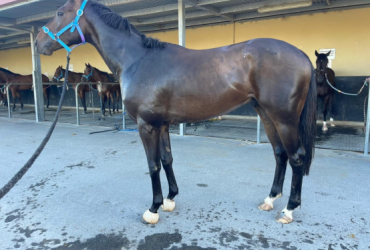Thoroughbred gelding OTT