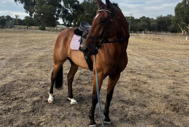 Beautiful flashy STB gelding with beautiful movement