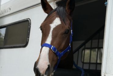 Sweet Mare with potential for any dicipline