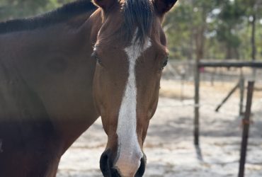 Sweet easy going Mare