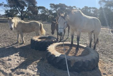 QH X Paint Buckskin