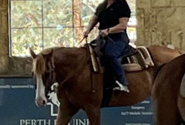 Gorgeous QH geld,awesome show horse with amazing lines