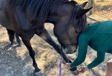 Connemara all rounder