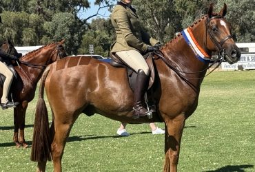 Showjumping,showing or dressage