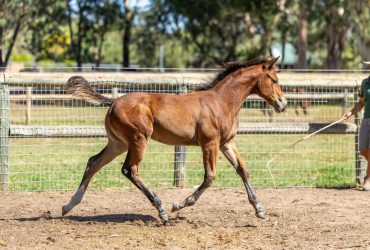 3 in 1 Package – WB x TB filly foal with TB Dam back in foal to WB stallion