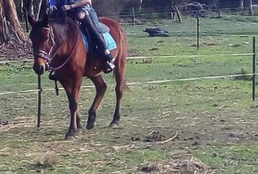 Shy but sweet mare