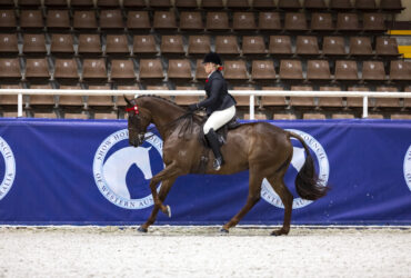Big Thoroughbred Showhorse