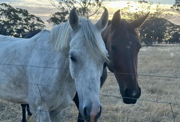 13.3hh Project Pony