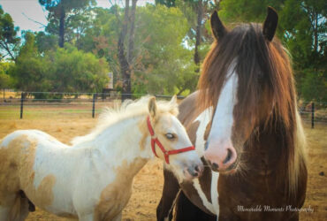 Purebred Gypsy Cob Mare and Purebred Palomino Foal. Package or separately!