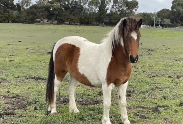 Gorgeous Pinto Pony Mare