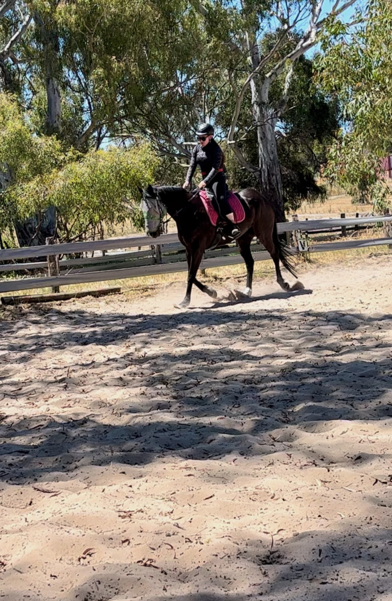 Lovely OTTB Gelding – Baci Available for Long-Term Free