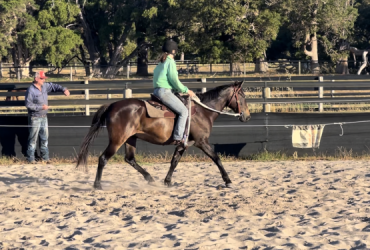 Quiet stock horse x