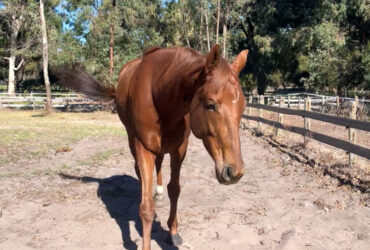 Sweet & Pretty OTTB Mare with Loads of Potential