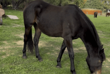 Total all round very quiet future Sporthorse