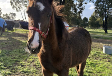 TB filly 7 months old