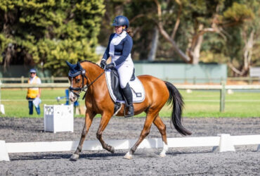 Exceptional dressage pony who can do it all
