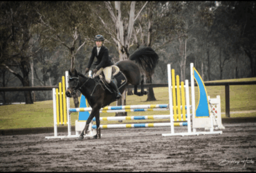 Perfect All Rounder Stock Horse