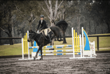 Perfect All Rounder Stock Horse