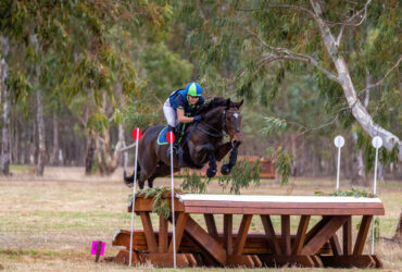 Junior Show Jumper or Eventer