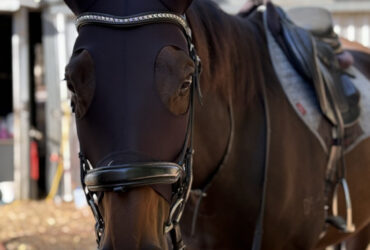 Gorgeous Mare with lots of Potential