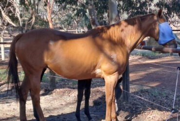 Lovely Universal Ruler Mare for Sale or Free Lease 