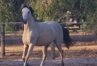 German Riding Pony exceptional quality by Golden Rock