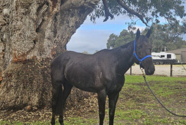 Off the track thouroughbred