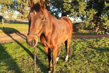 ASHS schoolmaster