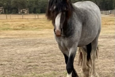 Blue Roan Sabino Pure Gypsy Cob Colt