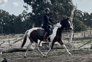 TL Lothario now gelded and ready to go