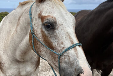 Quarter horse x Appaloosa