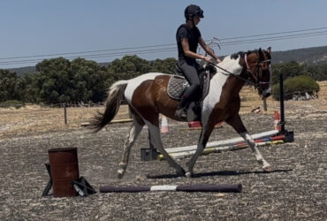 TL Lothario now gelded and ready to go