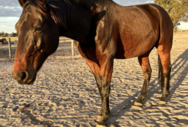 Standardbred Gelding – All Rounder