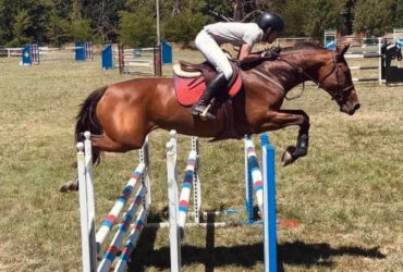 Wonderful broodmare in foal to ES Dimero NN Z