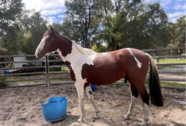 TL Evolution 5 yr old gelding