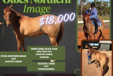 Quarter horse Gelding