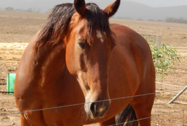Handsome Gelding