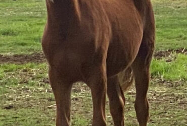 Stud Reduction – Stunning foal from an Imported mare