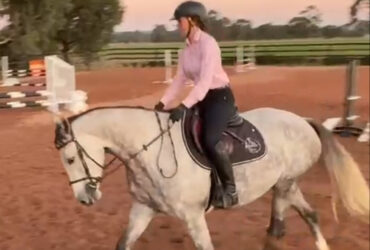 Top Performance & Breeding Prospect