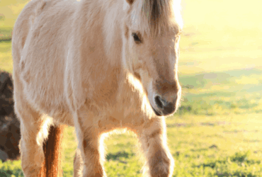 Norwegian Fjord Horse