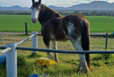 Stunning Clydesdale Gelding