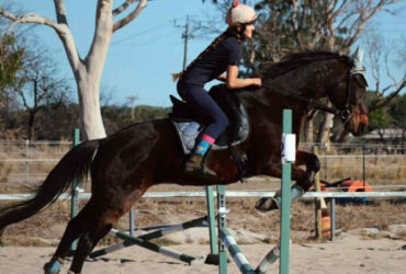 Standardbred Gelding – All Rounder