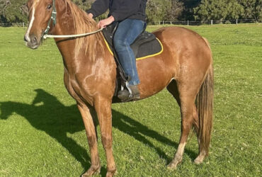 Welsh D x TB filly