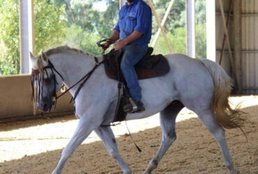 Paxton is available for purchase as a Stud Stallion
