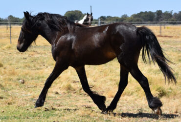 For Sale Bay Partbred Gypsy Cob Gelding