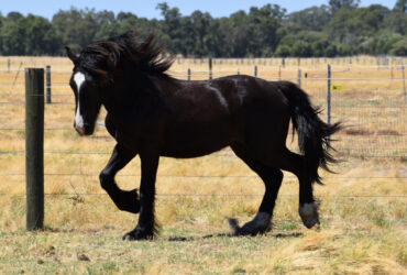 For Sale Black Partbred Gypsy Cob Gelding
