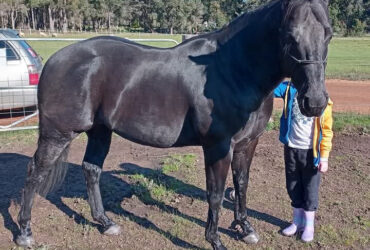 Quarter Horse